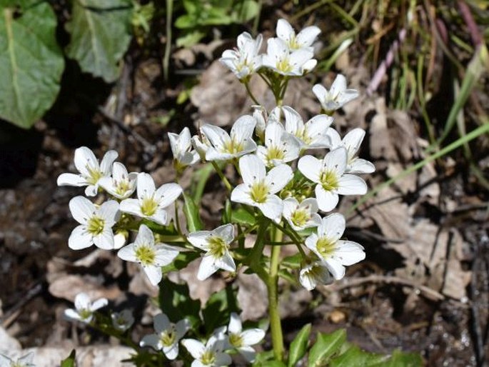 Cardamine amara subsp. austriaca