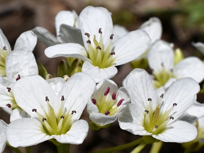 Cardamine amara subsp. austriaca