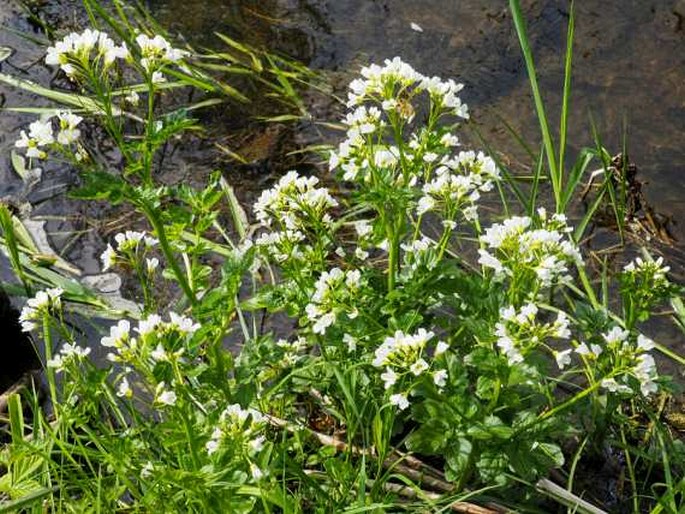 Cardamine amara subsp. austriaca