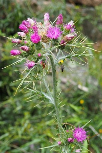 Carduus cephalanthus