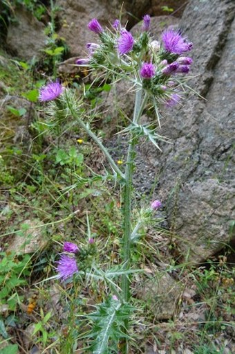 Carduus cephalanthus