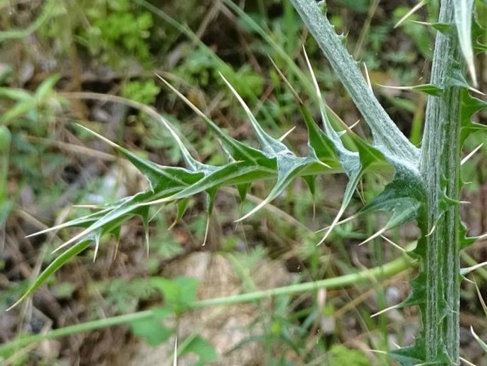 Carduus cephalanthus