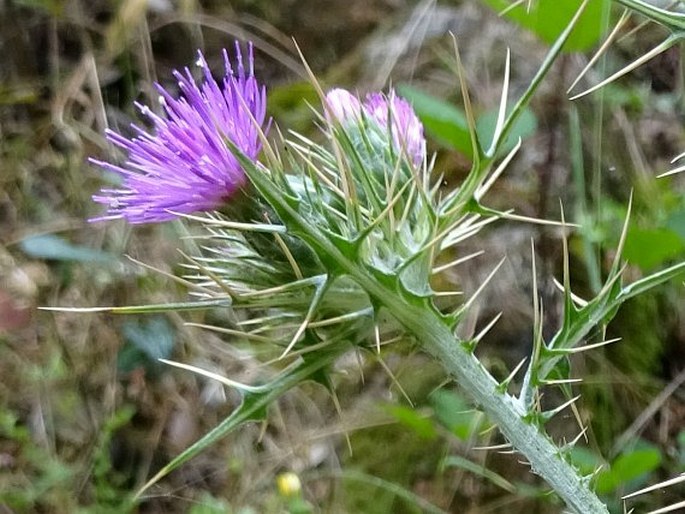 Carduus cephalanthus