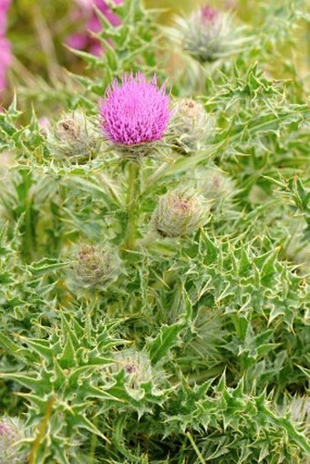 Carduus chrysacanthus