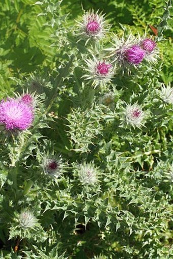 Carduus chrysacanthus