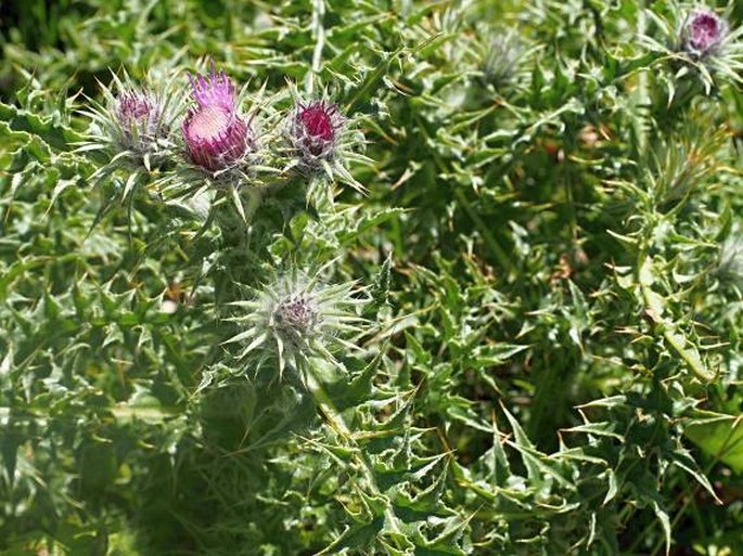 Carduus chrysacanthus