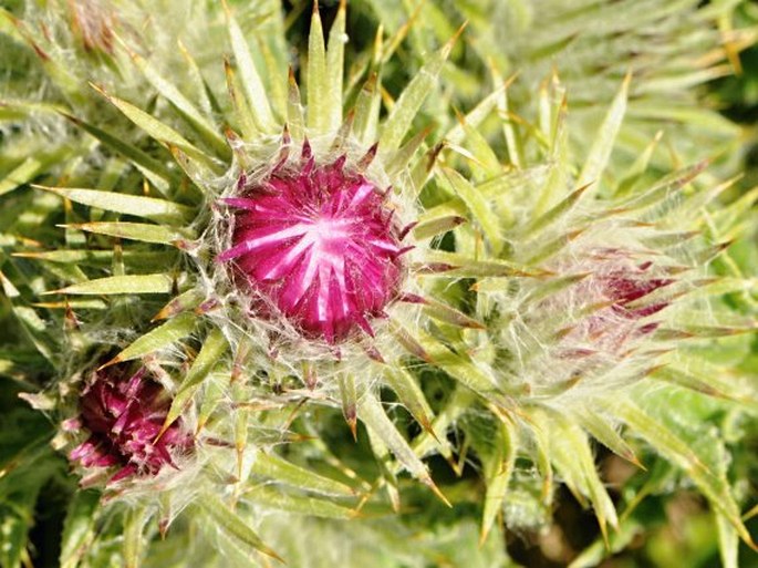 Carduus chrysacanthus