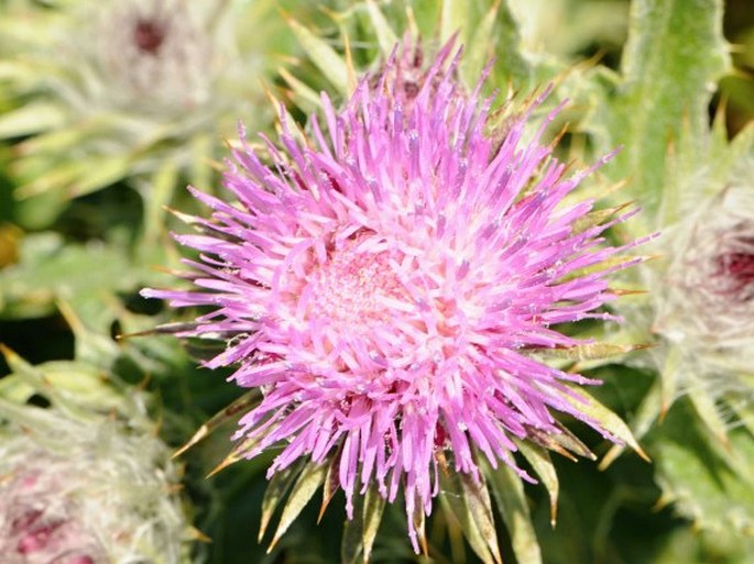 Carduus chrysacanthus