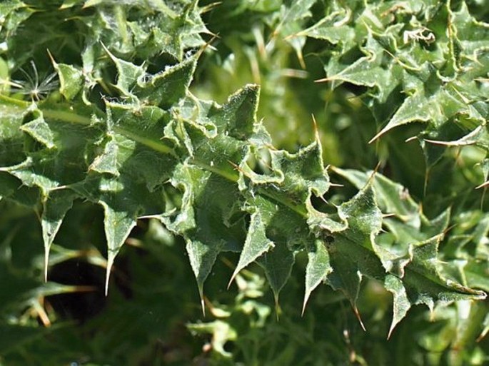 Carduus chrysacanthus