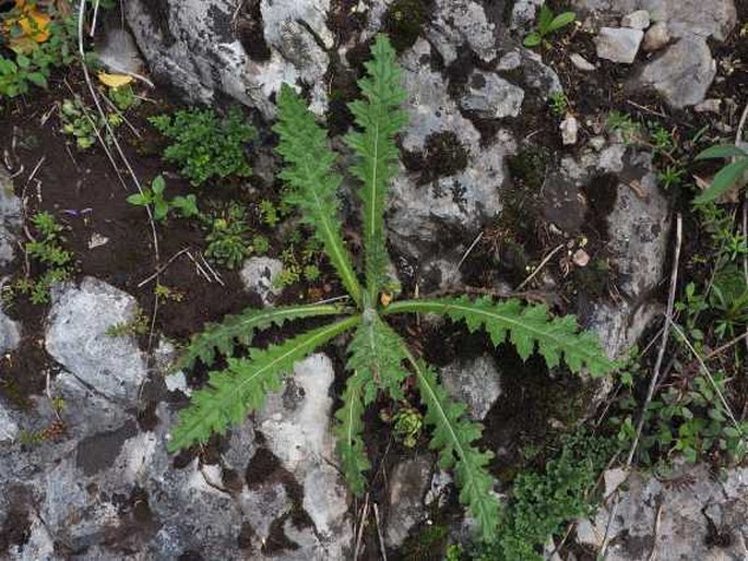 Carduus collinus subsp. collinus