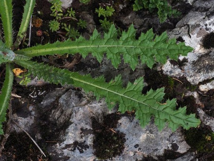 Carduus collinus subsp. collinus