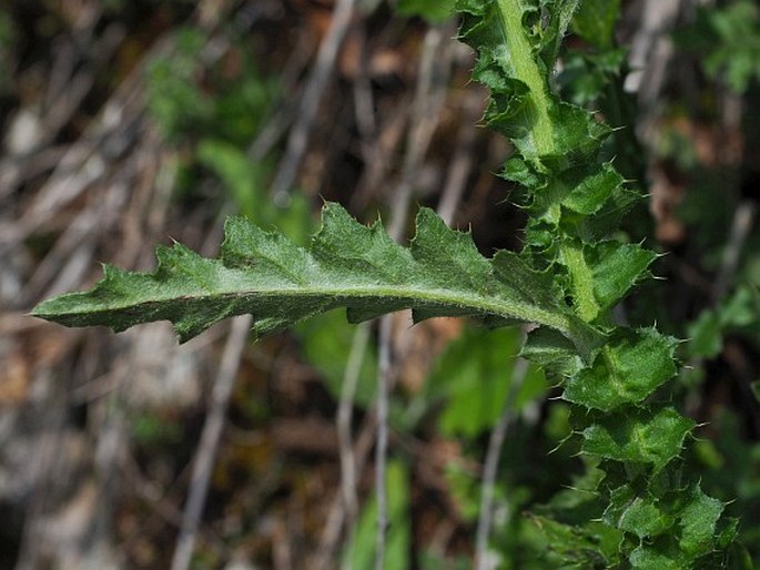Carduus collinus subsp. collinus