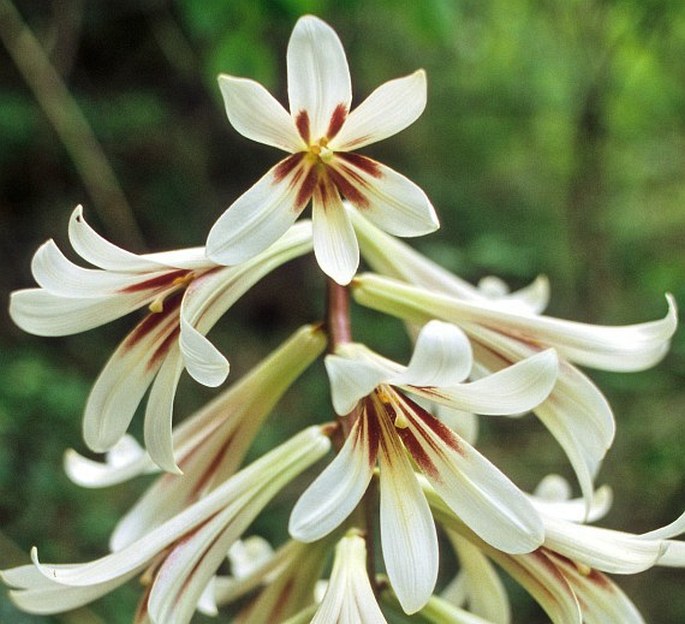 Cardiocrinum giganteum