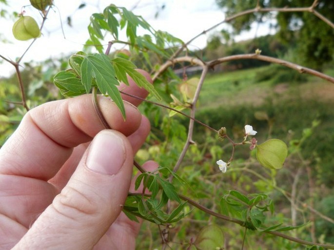 Cardiospermum halicacabum