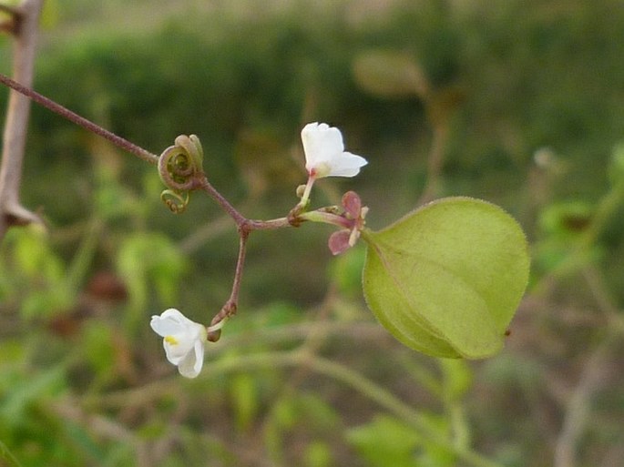 CARDIOSPERMUM HALICACABUM L. - srdcovnice lysá