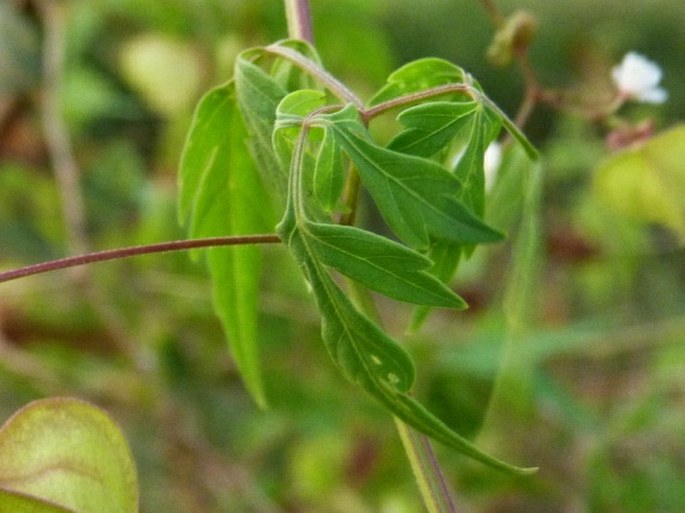 Cardiospermum halicacabum