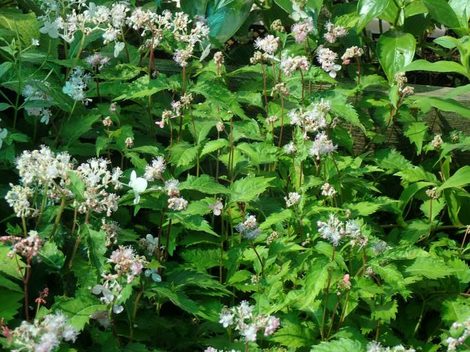 Cardiandra alternifolia