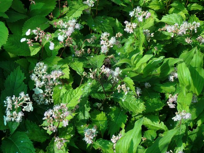 Cardiandra alternifolia