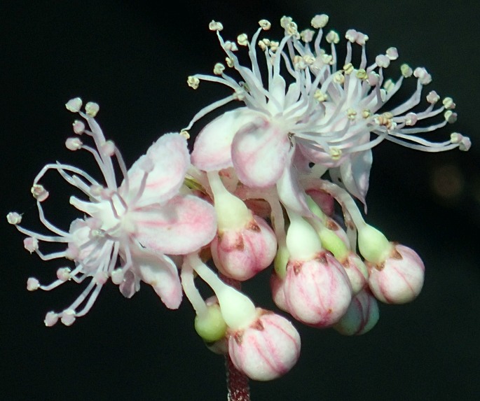 Cardiandra alternifolia