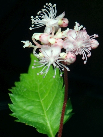 Cardiandra alternifolia