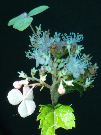 Cardiandra alternifolia