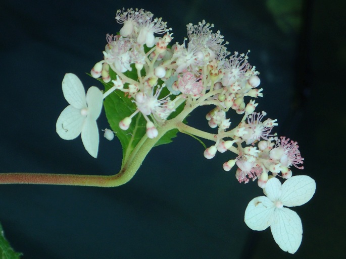 Cardiandra alternifolia