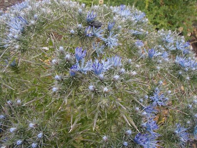 CARDOPATIUM CORYMBOSUM (L.) Pers. - količka