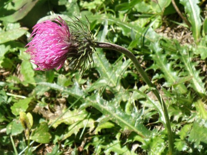 Carduus defloratus subsp. rhaeticus