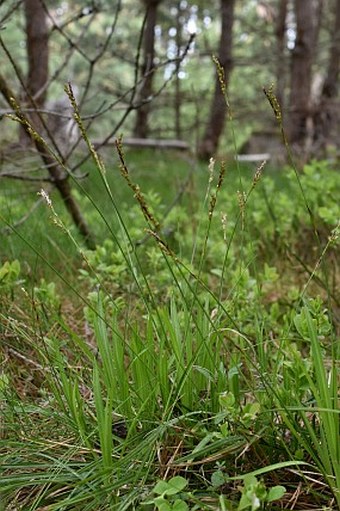 Carex digitata var. pallens