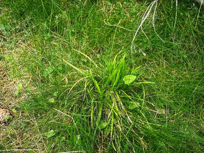 Carex digitata var. pallens