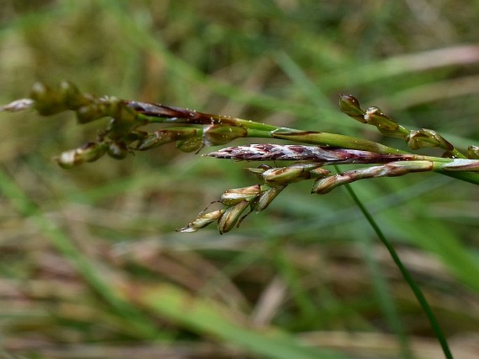 Carex digitata var. pallens