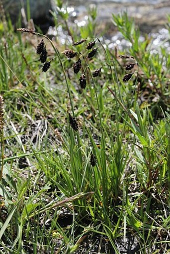 Carex atrofusca