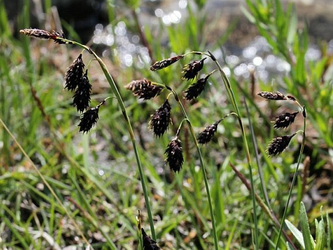 Carex atrofusca