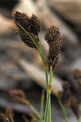 Carex atropicta