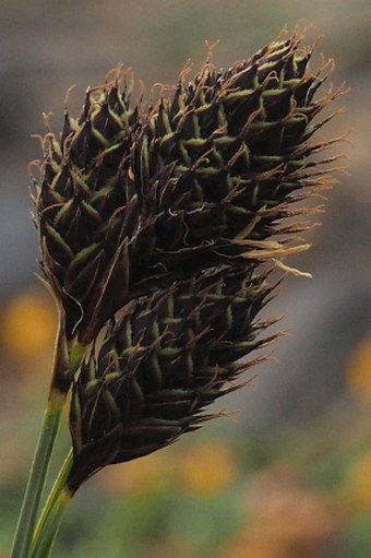 Carex atropicta