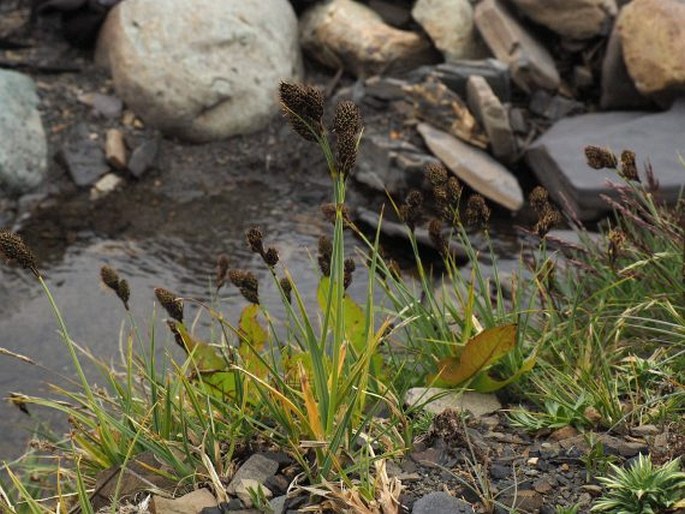 Carex atropicta