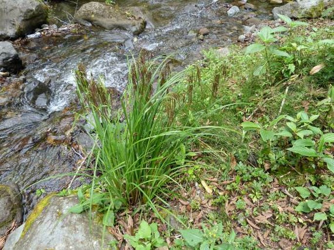 Carex donnell-smithii