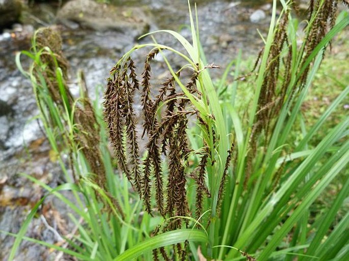 Carex donnell-smithii