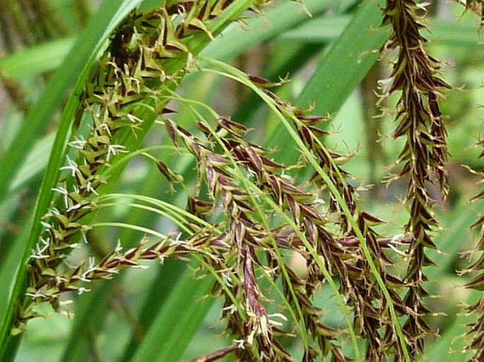 Carex donnell-smithii