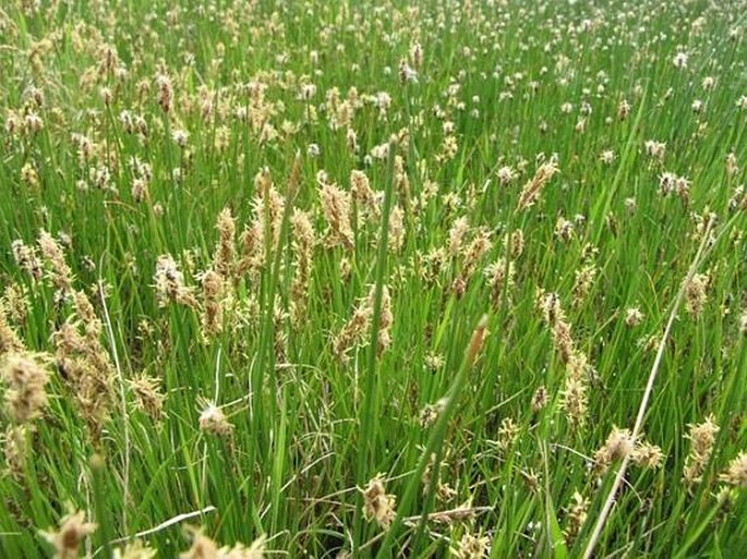 Carex inops subsp. heliophila