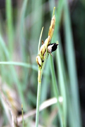 Carex livida