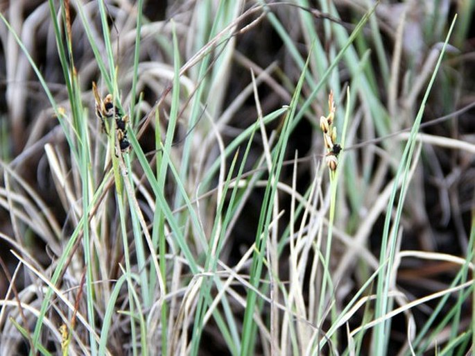 Carex livida