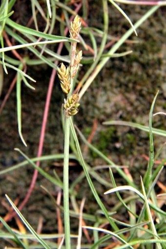 Carex mackenziei