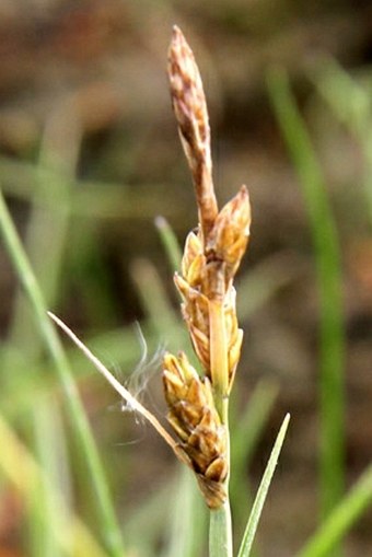 Carex mackenziei