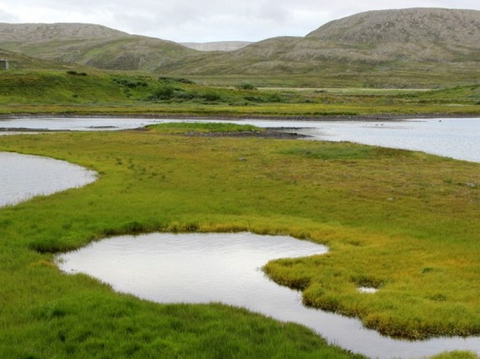 Carex mackenziei