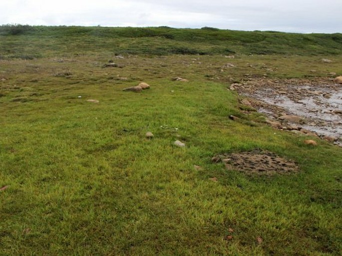 Carex mackenziei