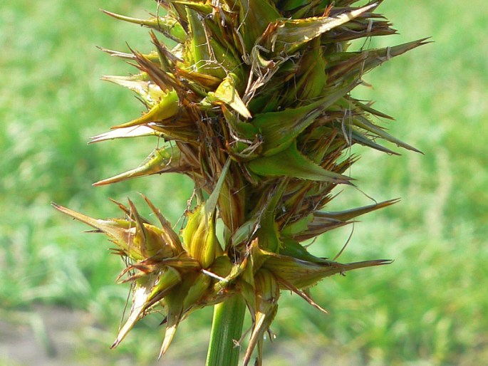 Carex macrocephala