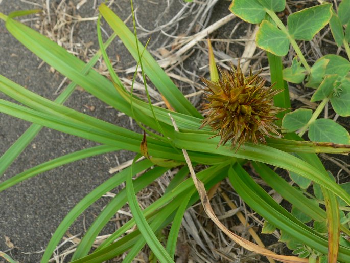 Carex macrocephala