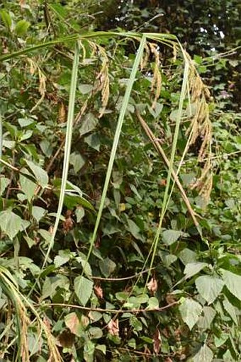 Carex myosurus