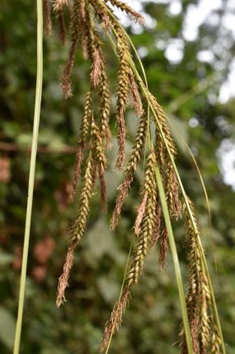 Carex myosurus